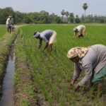 Farmers Adopt Water-Saving Paddy Cultivation Methods