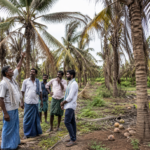 Coconut Production Declines in the Uddanam Region