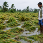 Rain and Strong Winds Damage Standing Crops